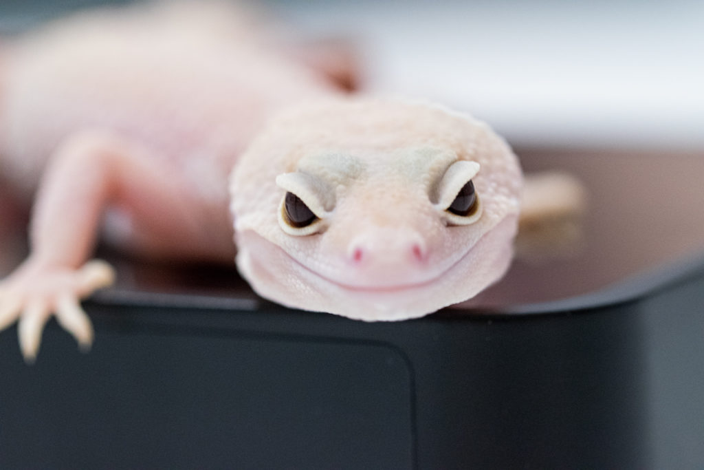 Close-Up Gecko